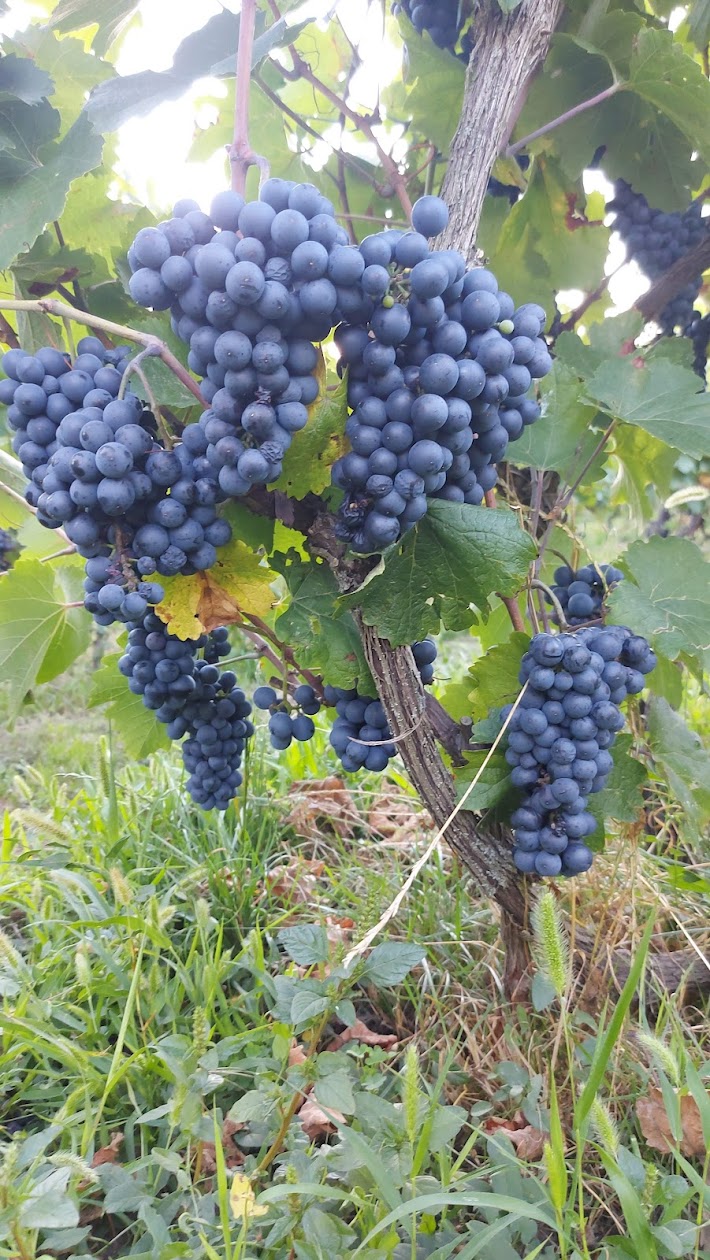 {{brizy_dc_image_alt imageSrc=